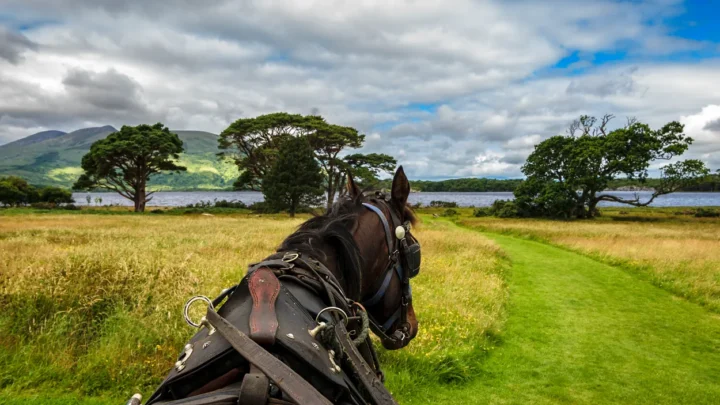 Horse and cart_1250px-min