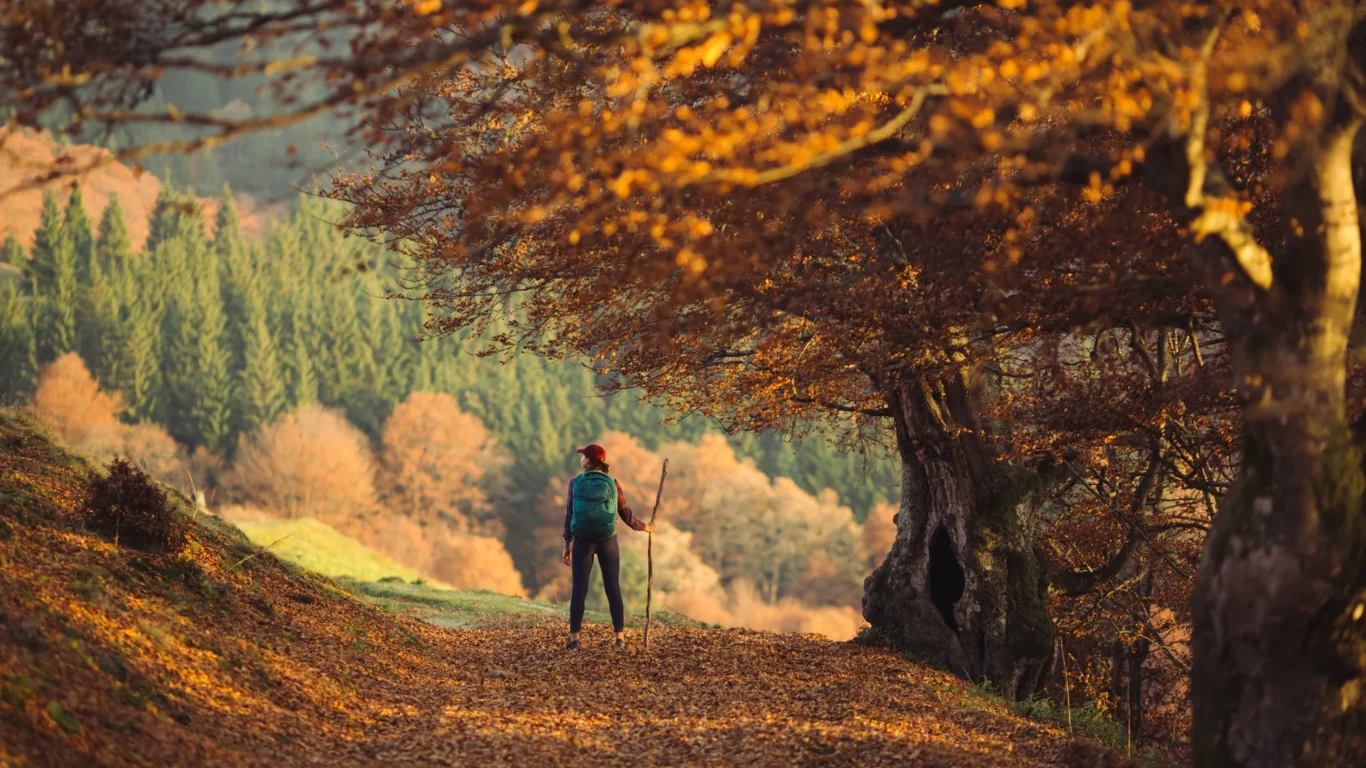 Person with a backpack and walking stick stands on a leaf-covered path surrounded by autumn trees, with a forest visible in the background.