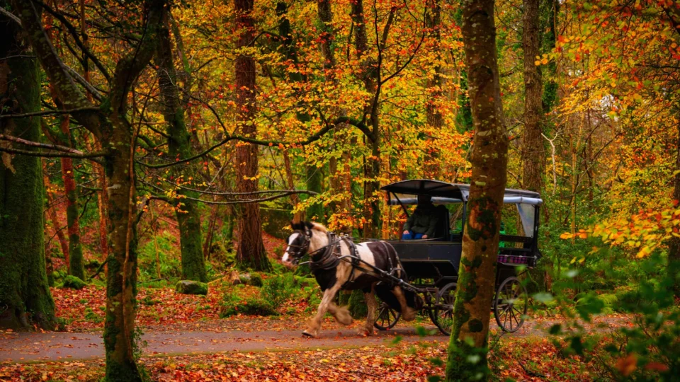 Horse-drawn carriage through vibrant autumn forest, offering a serene and scenic experience for hotel guests.