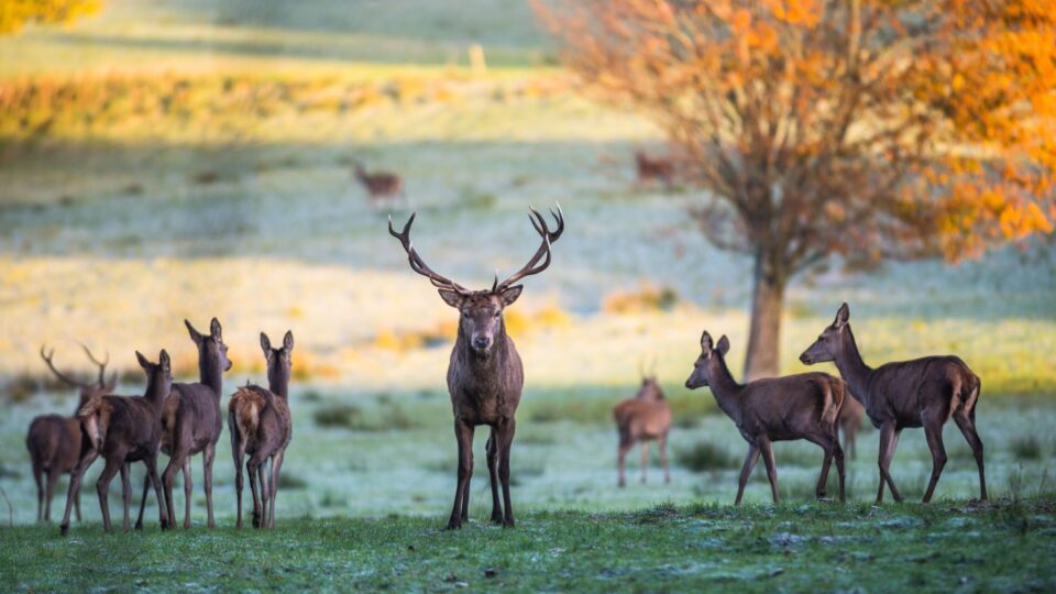 A group of deer, including one stag with large antlers, stands on grass in a sunlit field with a tree showing autumn foliage in the background.